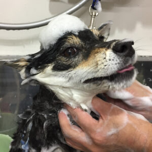 シャンプーしば