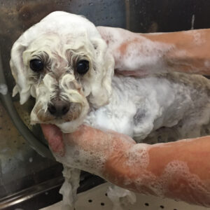 シャンプートイプー