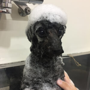 シャンプートイプー