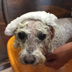 お風呂トイプー