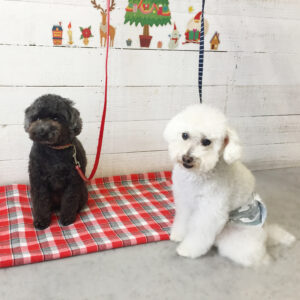 仕上がりトイプー