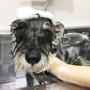 シャンプーMシュナ