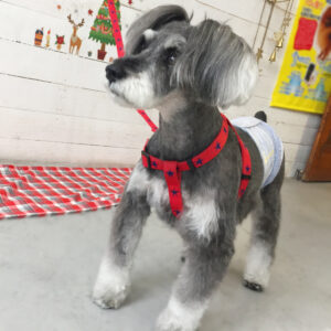 仕上がりMシュナ