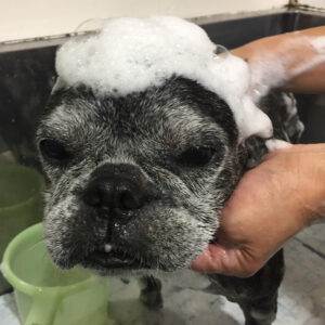 シャンプーフレブル