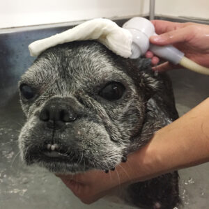 お風呂フレブル