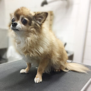 よろしくチワワ