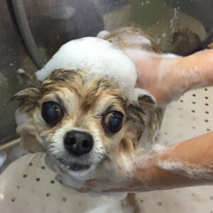 シャンプーチワワ