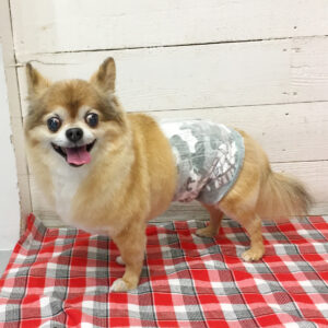 仕上がりチワワ