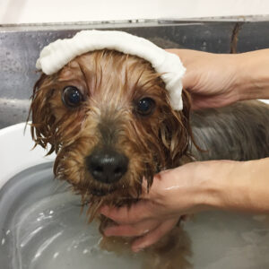 お風呂ヨーキー