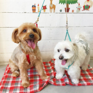 仕上がりミックス&ヨーキー