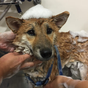 シャンプーしば