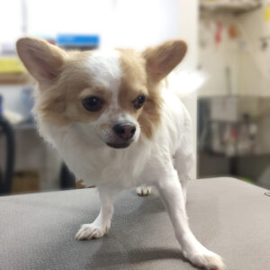 よろしくチワワ