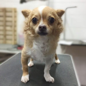 よろしくチワワ