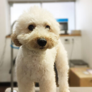 よろしくトイプー