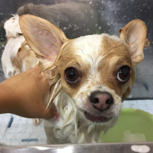 シャンプーチワワ