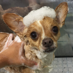 シャンプーチワワ