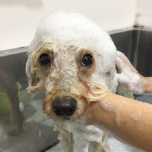 シャンプートイプー