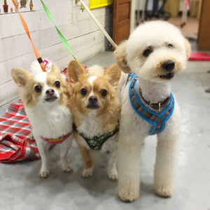 仕上がりチワワ&トイプー