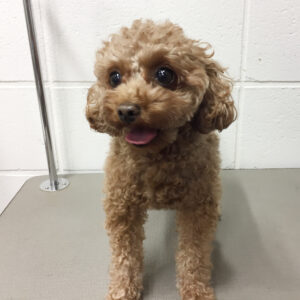 よろしくトイプー