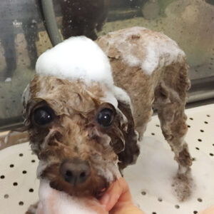 シャンプートイプー