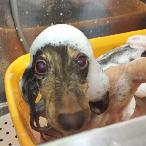 シャンプーダックス