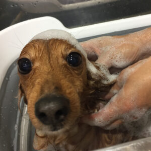 シャンプーダックス