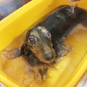 お風呂ダックス