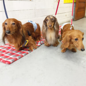 仕上がりダックス