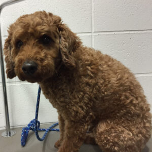 よろしくトイプー