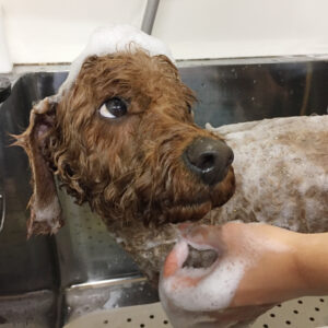 シャンプートイプー