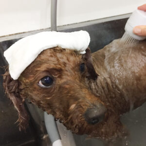 お風呂トイプー