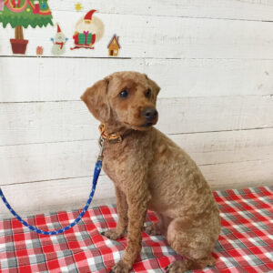 仕上がりトイプー