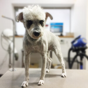 よろしくMシュナ