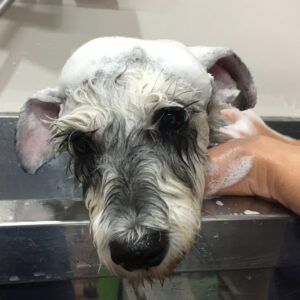 シャンプーMシュナ