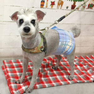 仕上がりMシュナ