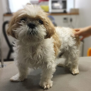 よろしくシーズー