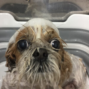 シャンプーシーズー