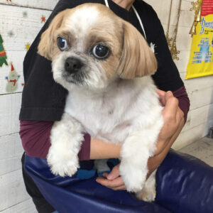 仕上がりシーズー