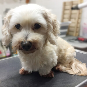 よろしくミックス