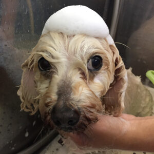 シャンプーミックス