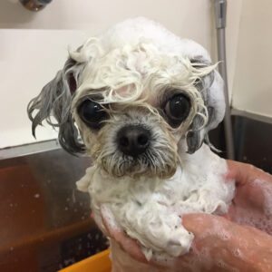 シャンプーミックス