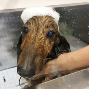 シャンプーダックス