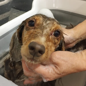 シャンプーダックス