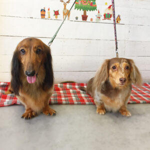 仕上がりダックス