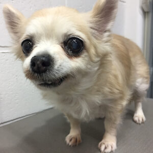 よろしくチワワ