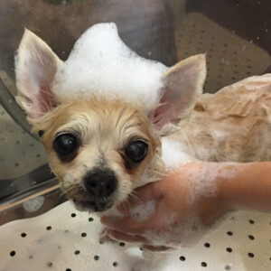 シャンプーチワワ