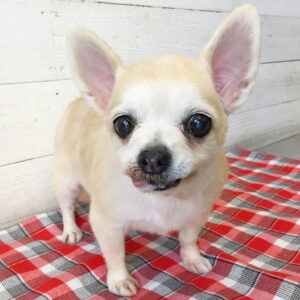 仕上がりチワワ