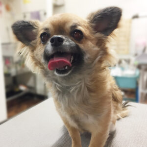 よろしくチワワ