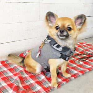 仕上がりチワワ