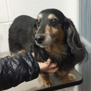 よろしくダックス